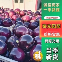 山东省聊城市紫光园茄一手货源大量有货对接全国商超电商市场
