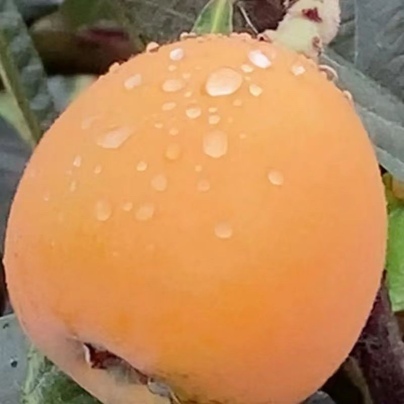 枇杷新鲜枇杷，对接团购抖音直播多多买菜，电商代发
