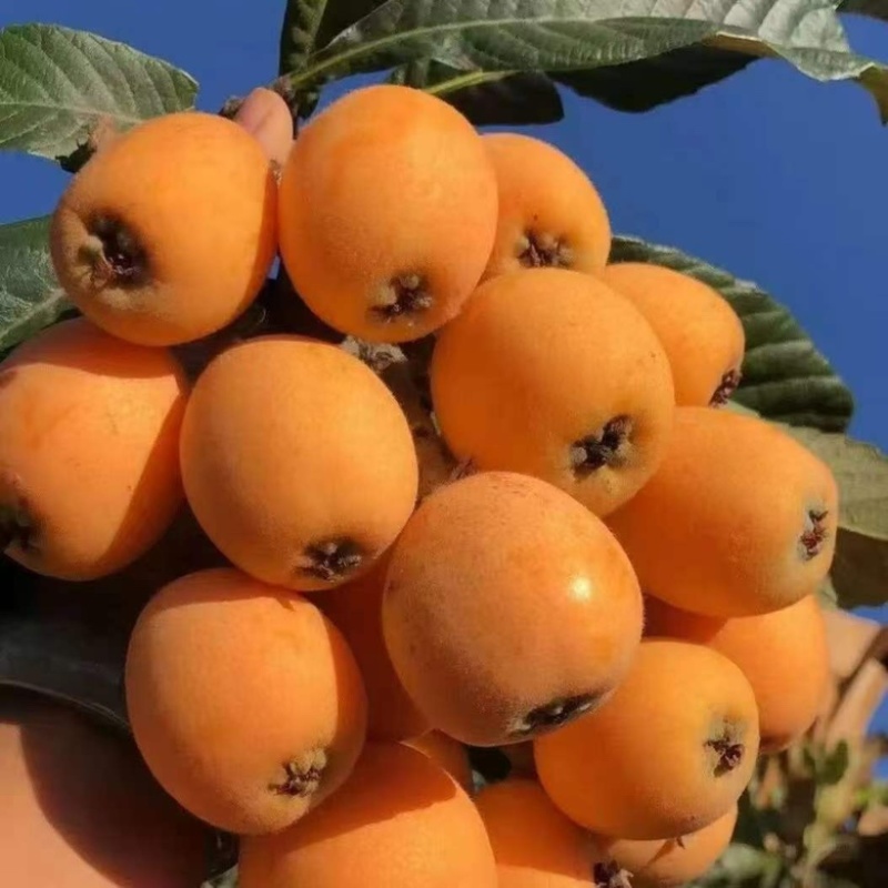 枇杷新鲜枇杷，对接团购抖音直播多多买菜，电商代发