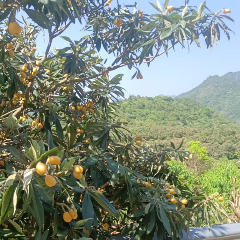 浙江丽水白枇杷