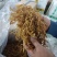 东北纯野生黄花菜菌香味十足自然嗮干炖汤炒菜***干货黄花