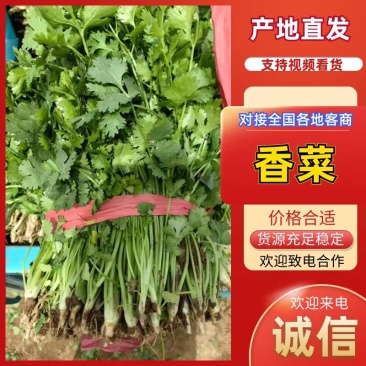 山西闻喜县大叶香菜产地直发，大量供货，欢迎联系长期合作