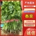 山西闻喜县大叶香菜产地直发，大量供货，欢迎联系长期合作