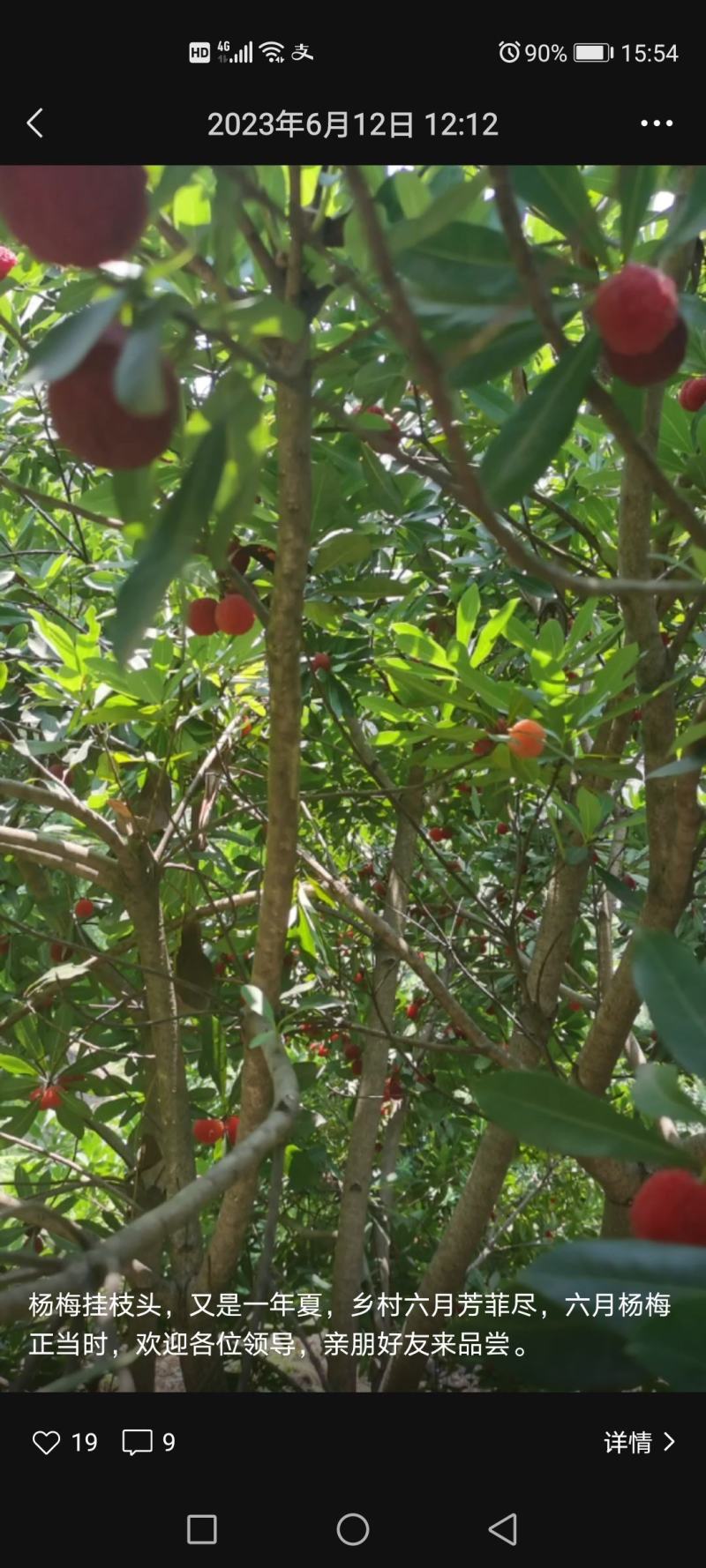 萧山杜家杨梅