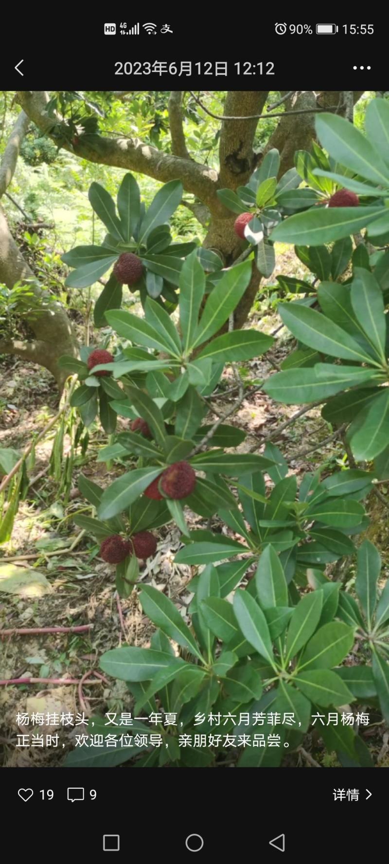 萧山杜家杨梅