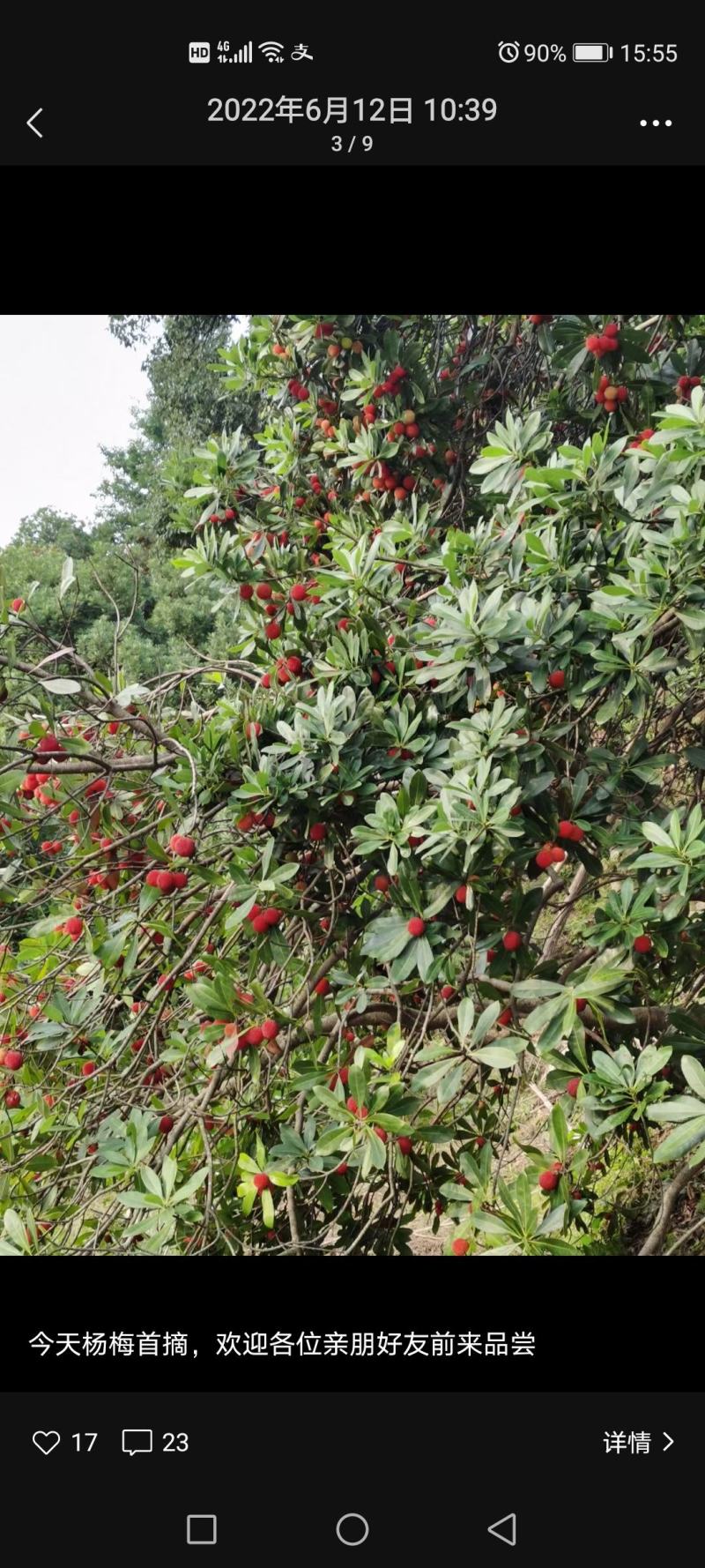 萧山杜家杨梅