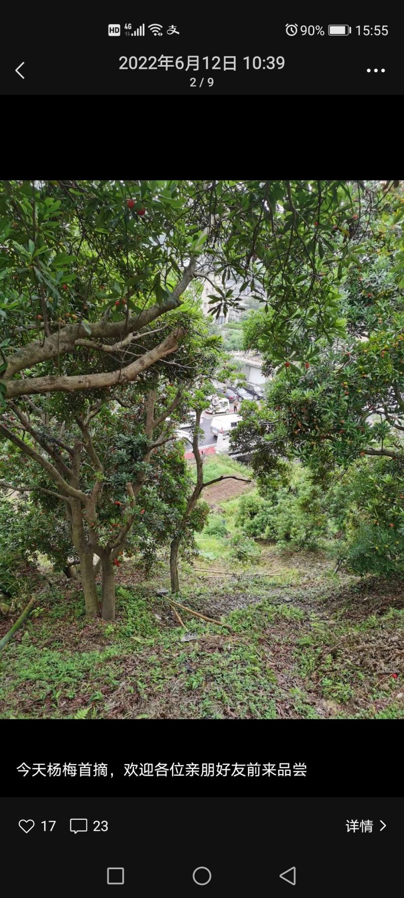 萧山杜家杨梅