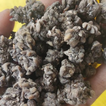 河南信阳中药材猫爪草