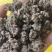 河南信阳中药材猫爪草