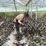 紫背菜观音菜
