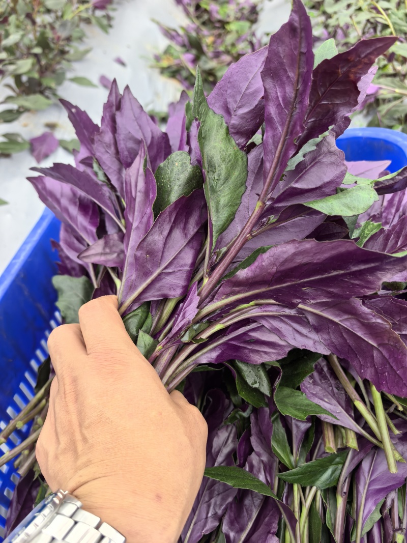 紫背菜观音菜