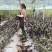 紫背菜观音菜
