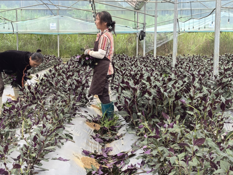 紫背菜观音菜