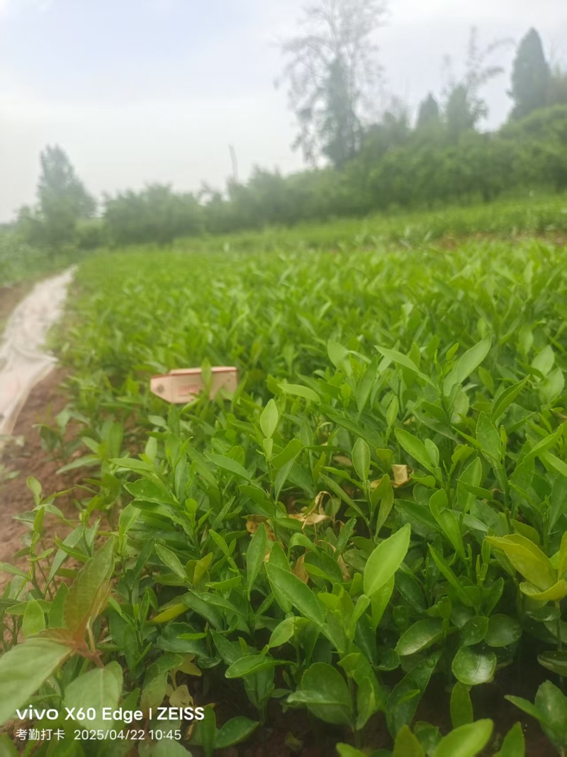 香橙苗，资阳软枝香橙