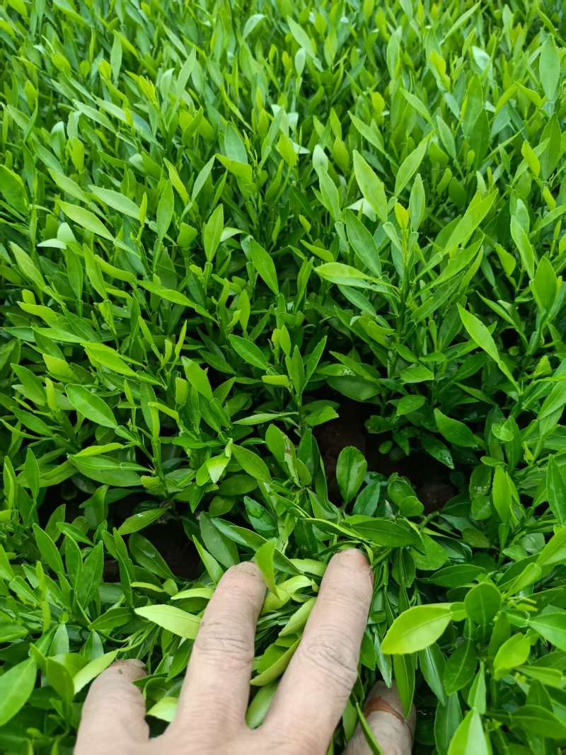 香橙苗，资阳软枝香橙