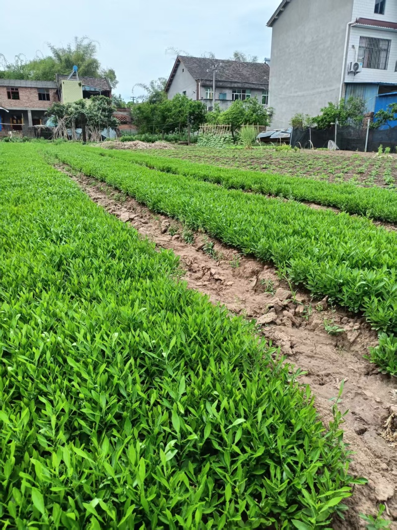 香橙苗，资阳软枝香橙