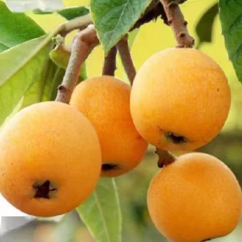枇杷大五星枇杷，现货供应各大商超，团购电商代发