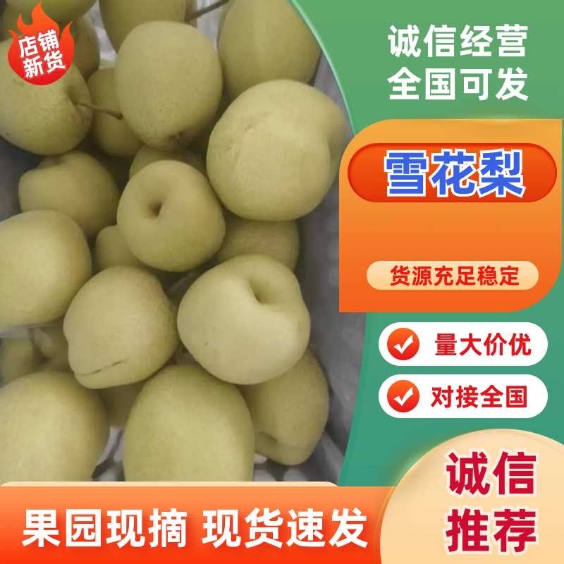 雪花梨甜度高品质好量大从优可支持视频看货