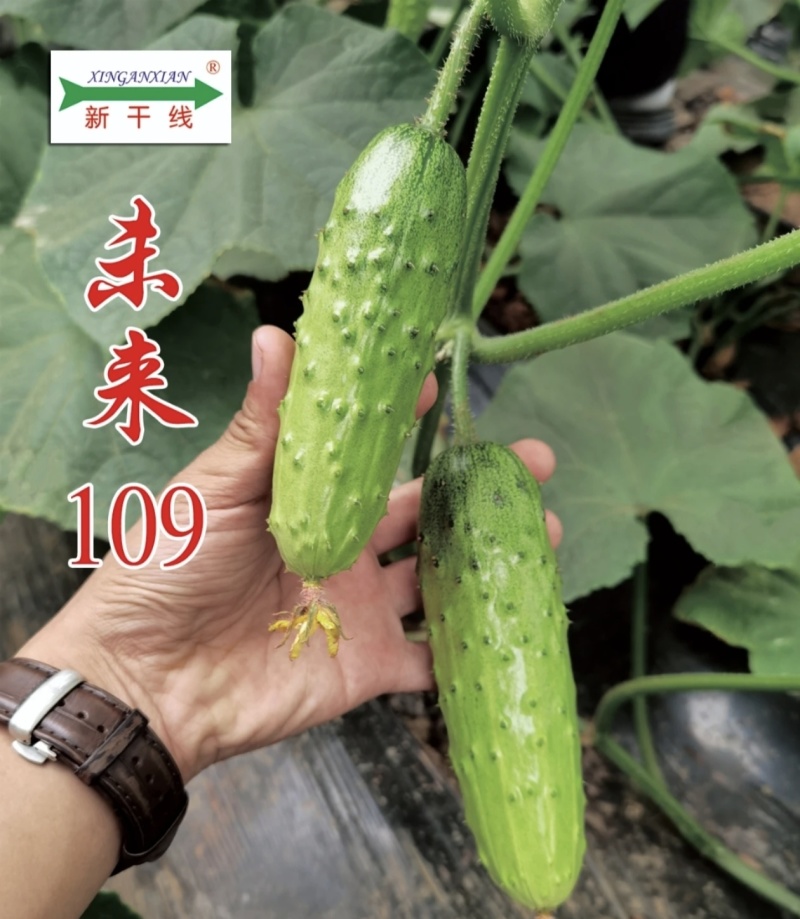 未来109黄瓜种子强雌耐高温浅翠绿油亮甜脆水果黄瓜种籽