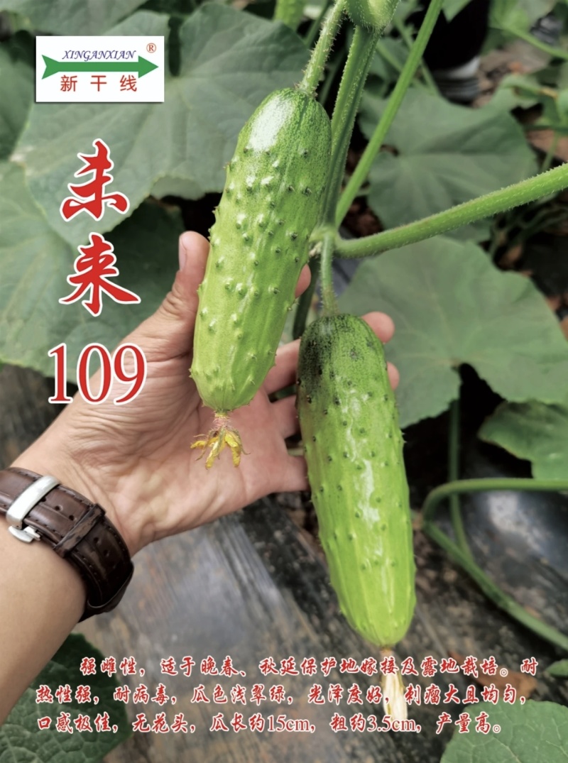 未来109黄瓜种子强雌耐高温浅翠绿油亮甜脆水果黄瓜种籽