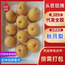 秋月梨，大量有货原产地直发可视频看货