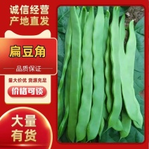 山东省聊城市莘县精品扁芸豆无丝豆基地直供一手货源大量有货