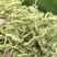 25新货正宗嫩芽金银花批发头茬手选金银花干货去火清热花茶