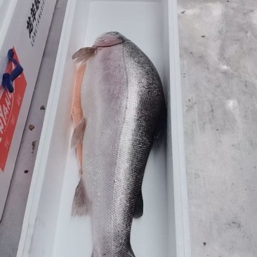 新鲜鲷鱼片冷冻料理食材冷冻海鲜生鱼片大份健身食材刺身