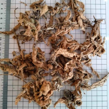 岩白菜黄毛状岩白菜叶干货量大优惠
