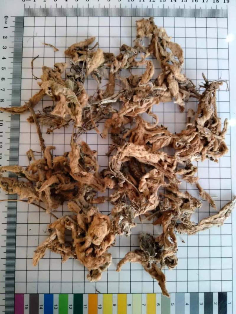 岩白菜黄毛状岩白菜叶干货量大优惠