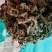 岩白菜黄毛状岩白菜叶干货量大优惠