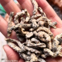 水洗僵蚕大个选货含量足干货量大优惠