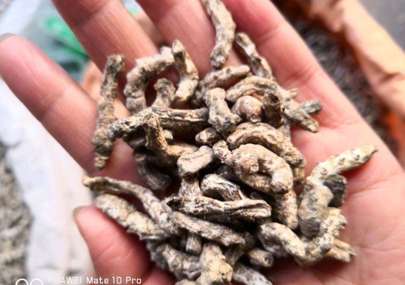 水洗僵蚕大个选货含量足干货量大优惠