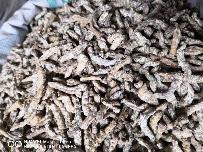 水洗僵蚕大个选货含量足干货量大优惠