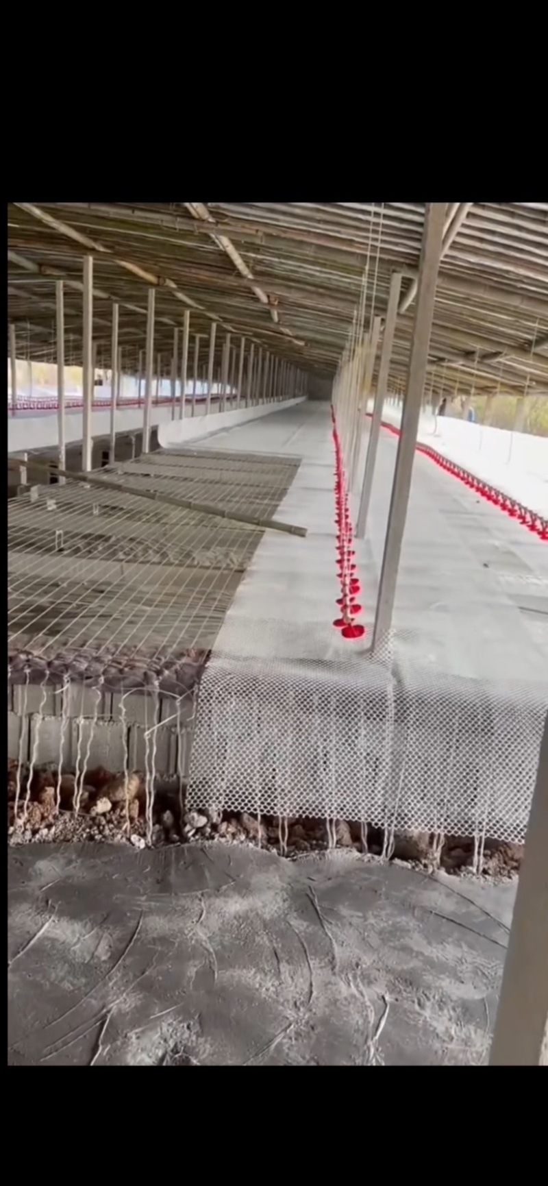 专业团队搭建鸭棚鸡棚各种养殖棚种植棚