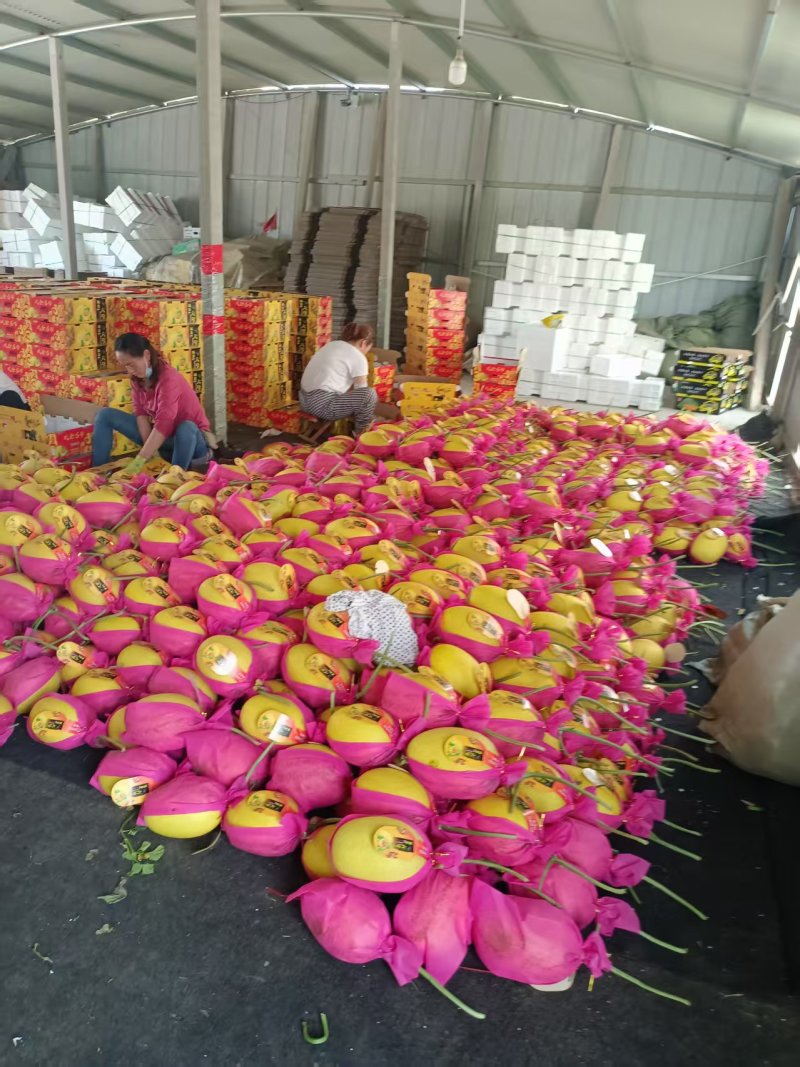 黄金蜜25哈蜜瓜金福蜜凤金6号种植产地量大糖度高包棚定货