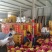 黄金蜜25哈蜜瓜金福蜜凤金6号种植产地量大糖度高包棚定货