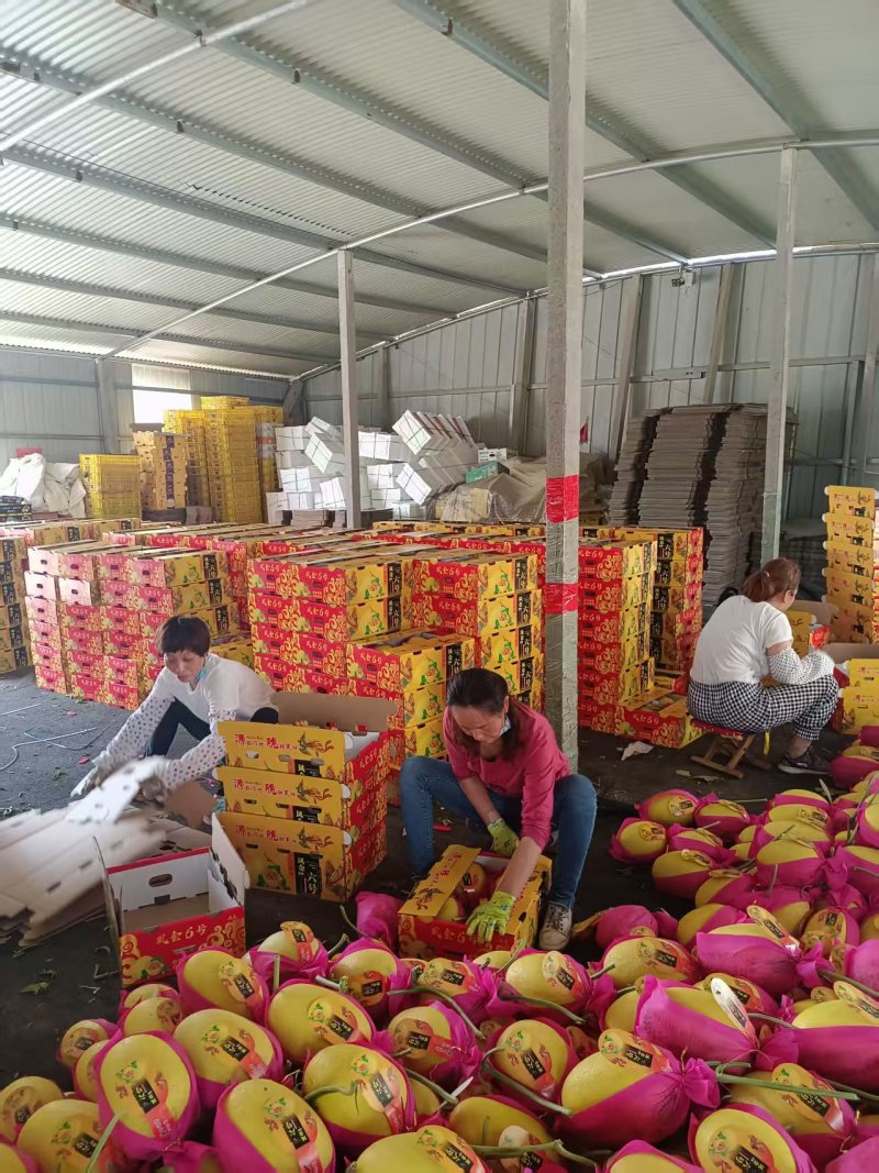 黄金蜜25哈蜜瓜金福蜜凤金6号种植产地量大糖度高包棚定货