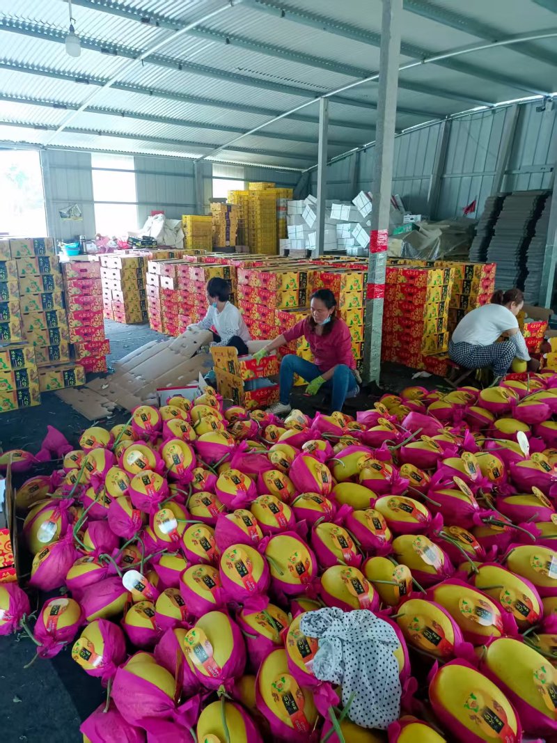 黄金蜜25哈蜜瓜金福蜜凤金6号种植产地量大糖度高包棚定货