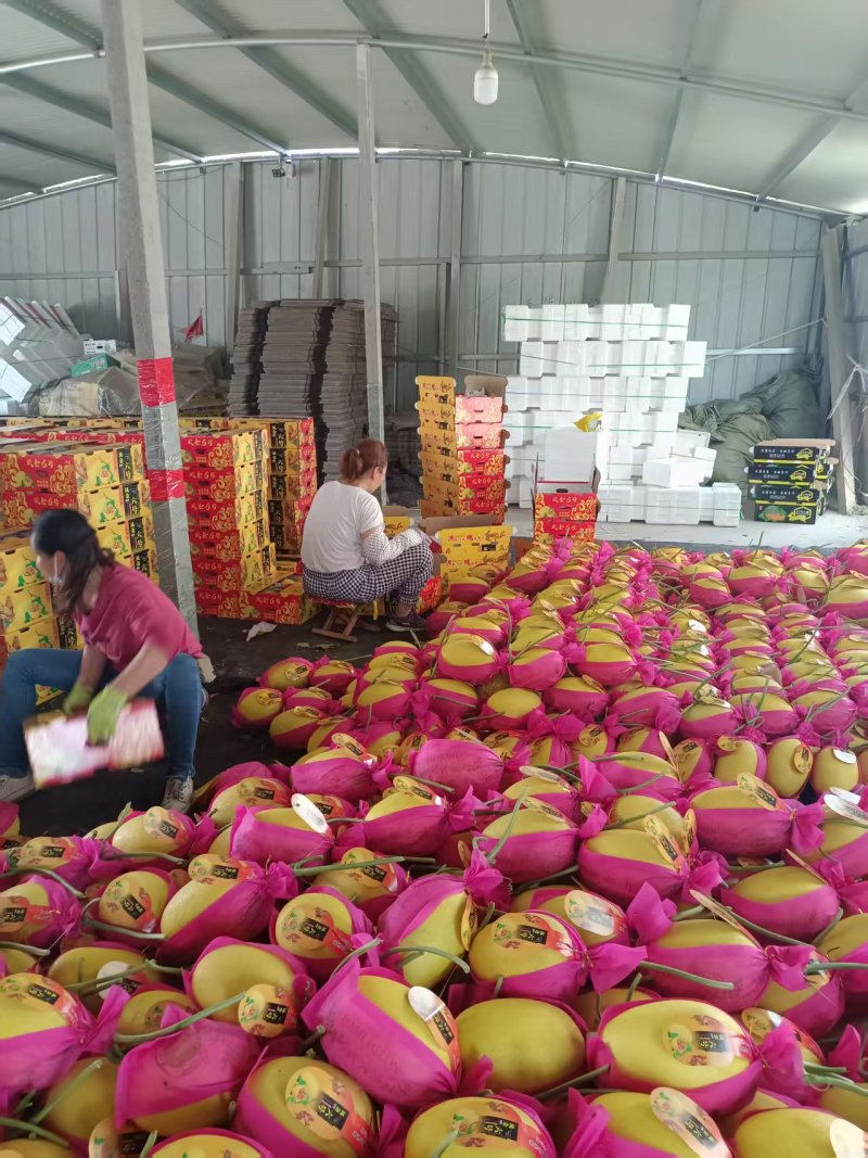 黄金蜜25哈蜜瓜金福蜜凤金6号种植产地量大糖度高包棚定货