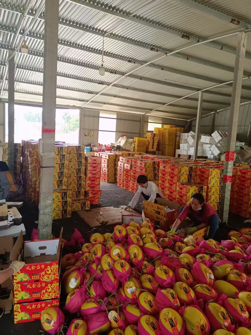 黄金蜜25哈蜜瓜金福蜜凤金6号种植产地量大糖度高包棚定货