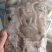 活冻鲜活大长腿八爪鱼短腿八爪鱼江苏海鲜水产