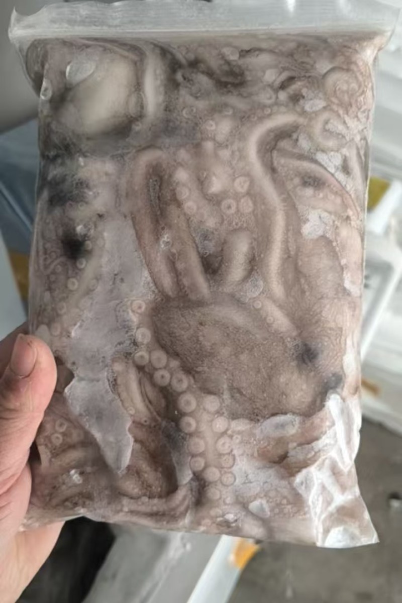 活冻鲜活大长腿八爪鱼短腿八爪鱼江苏海鲜水产