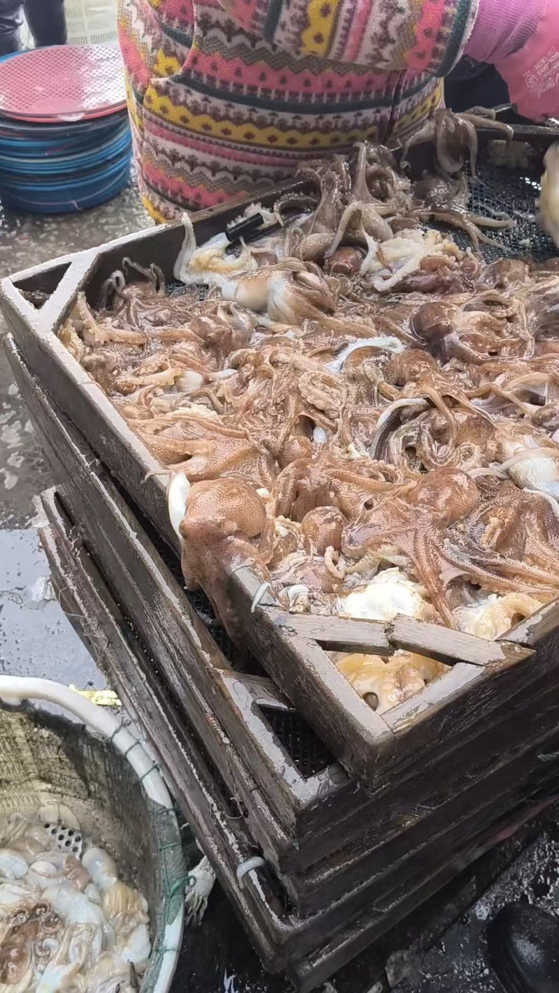 活冻鲜活大长腿八爪鱼短腿八爪鱼江苏海鲜水产
