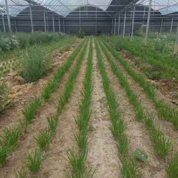 韭菜根韭菜苗品质保证基地直供货源充足客户满意