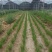 韭菜根韭菜苗品质保证基地直供货源充足客户满意