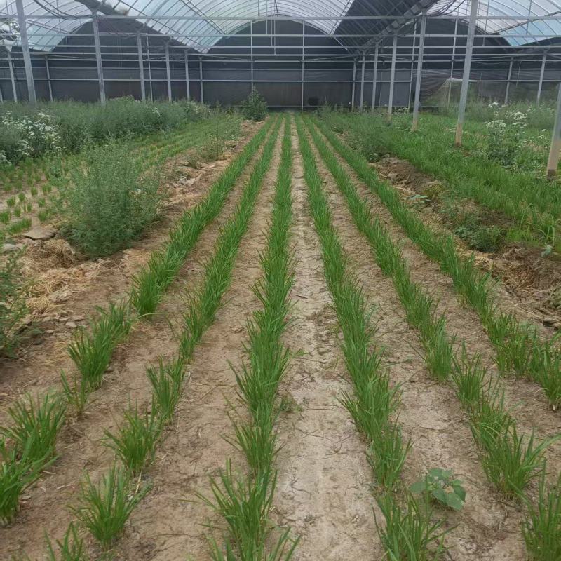 韭菜根韭菜苗品质保证基地直供货源充足客户满意