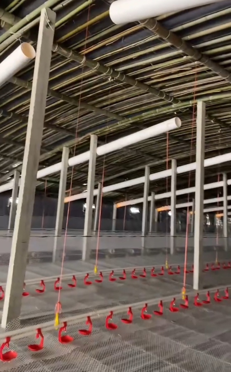 专业团队搭建鸭棚鸡棚各种养殖棚种植棚