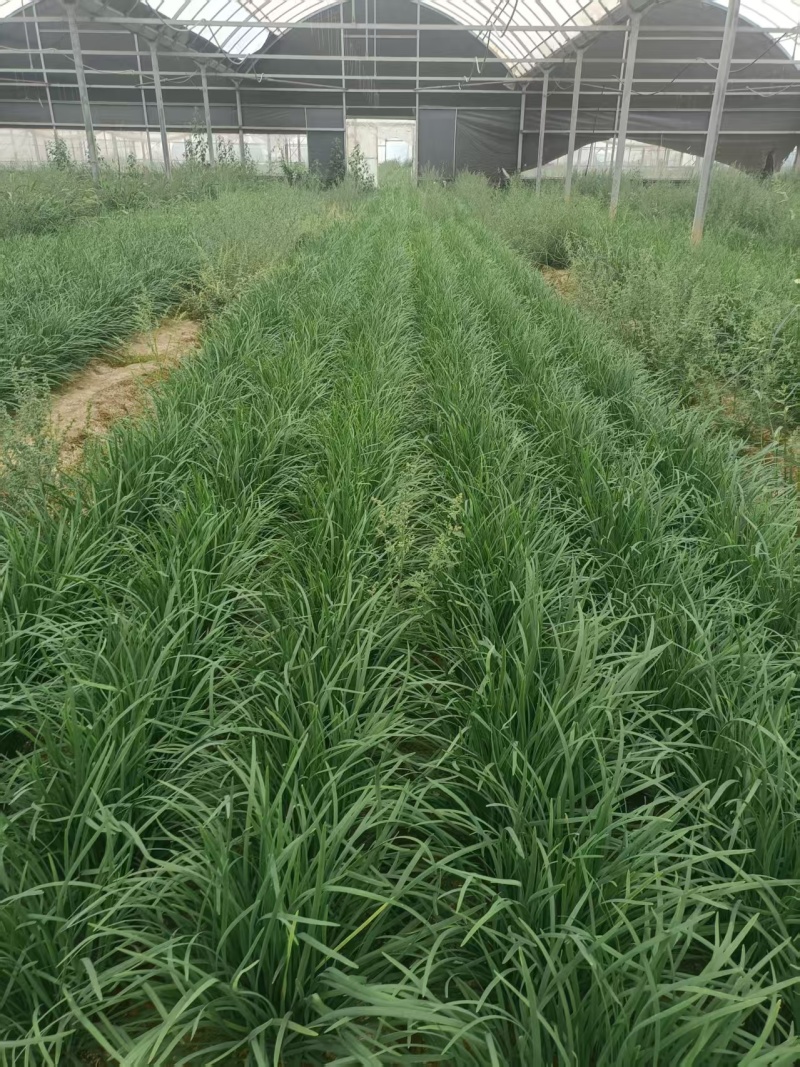 韭菜根韭菜苗品质保证基地直供货源充足客户满意