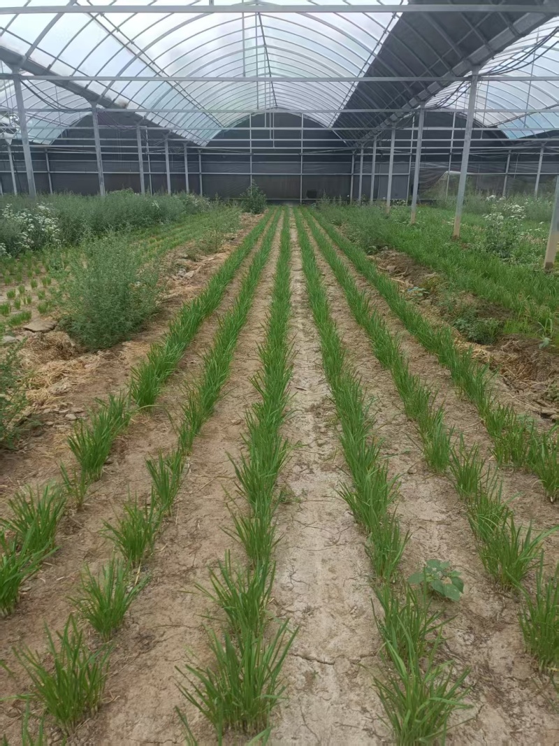 韭菜根韭菜苗品质保证基地直供货源充足客户满意